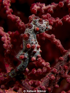 Hippocampus bargibanti. Notice the fin on its back, right... by Richard Witmer 